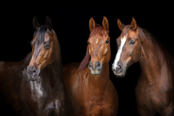 Obraz premium Portret koni na białym tle na czarnym tle