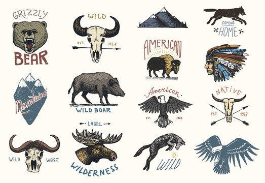 set of engraved vintage, hand drawn, old, labels or badges for camping, hiking, hunting with boar, bear and wolf, red fox . skull and bald eagle, moose face, indian or native american. buffalo