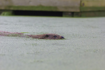 euroasian otter portrait while gliding in water