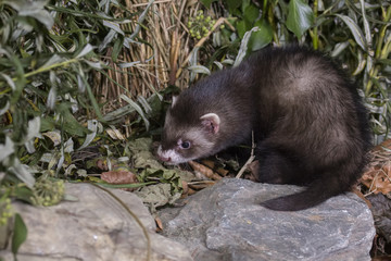 polecat close up portrait with leaves and tube