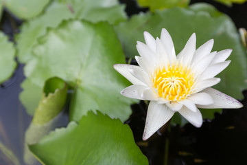 Beautiful lotus flower, White lotus flower select focus blur or blurred soft focus, Lotus flower background