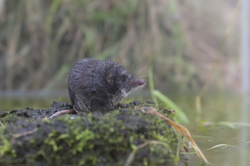 water shrew portrait while on ground beside water reflection.