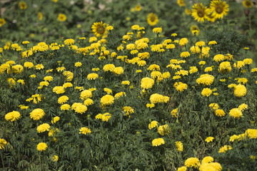 Garden of marigold flowers and sunflowers