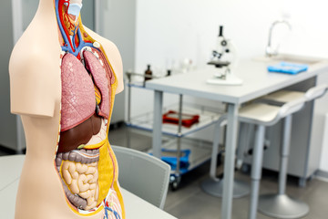 Science laboratory, with focus on human body anatomy model.