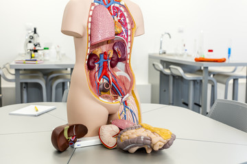 Science laboratory, with focus on human body anatomy model.