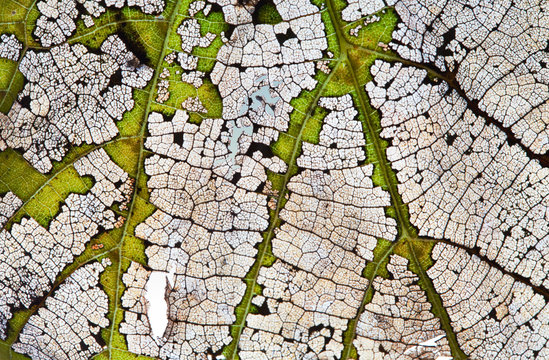 Macro view abstract transparent leaf skeleton texture pattern. Natural changes concept. Organic aging process, close-up photography