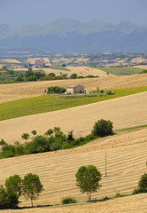 Fototapeta premium Summer landscape in Marches (Italy) near Appignano