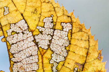 Seasons changes concept. Colorful autumn aspen leaf skeleton textured pattern macro view. yellow...