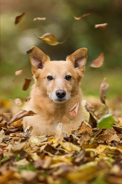 Mischlingshund im Herbst