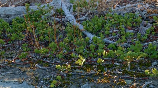 Small mountaintop plants and moss Mt. Hood Oregon Cascades 258