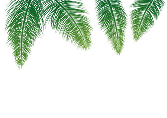 Coconut leaves isolated on white background vector illustration