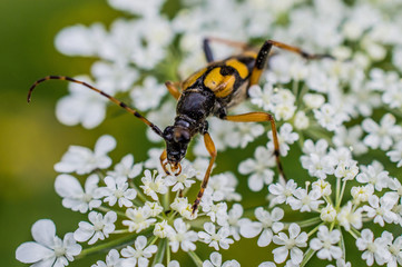 Insekt auf Blume