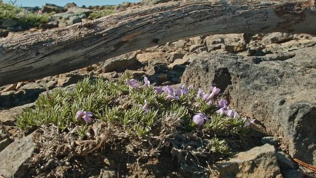 Small purple flowers on rock Mt. Hood Oregon Cascades 271