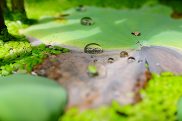 Water drop on lotus green leaf in pond