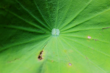 Lotus leaves texture background