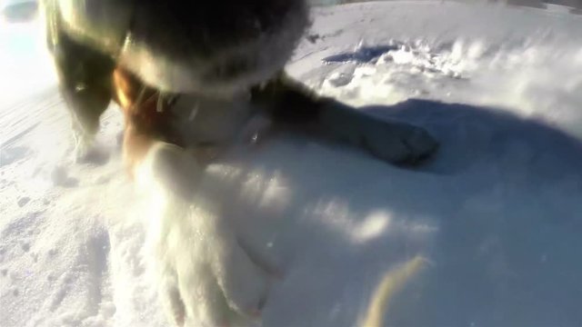 Beagle bolts towards the action camera sitting on the ground overthrowing it when he gets to it
