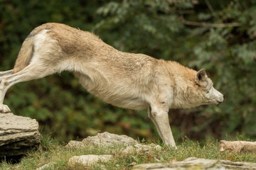 A wolf stretches