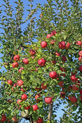 リンゴの木