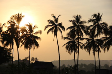 Fototapeta na wymiar Date palms on the sunset background