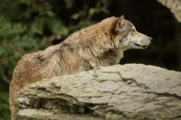 Fototapeta premium A wolf is looking around