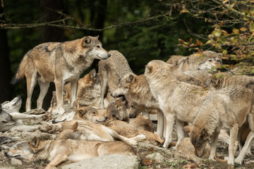 A pack of wolves on a rock