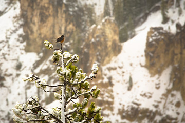 Bird on the Mountain