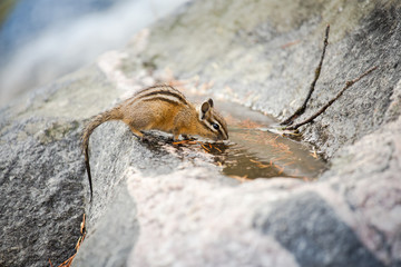 Chipmunk