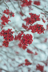The Mature berries of Rowan in the snow