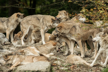 Naklejka na ściany i meble A pack of wolves on a rock