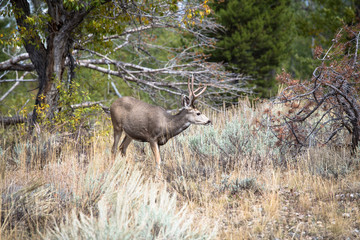 Western Mule Deer