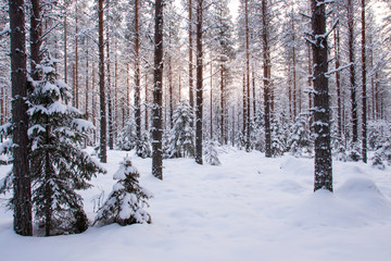 Sunset in winter forest - Powered by Adobe