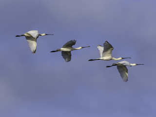 Flock of Eurasian Spoonbills in Flight on Blue Sky