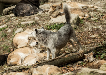 Naklejka premium A pack of wolves on a rock