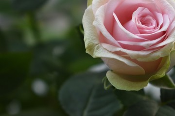 Pink roses