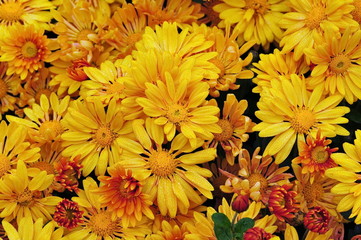 Chrysanthemum flowers background