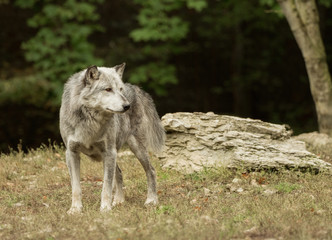 Obraz premium A wolf walks around mindfully