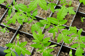 young tomato seedlings