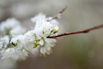 White Spring Blossom Covered In Snow