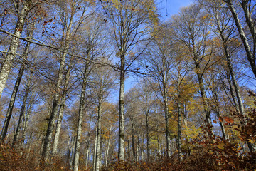 Fototapeta premium Photograph of a forest with autumn colors. Trees, leaves and greenery 
