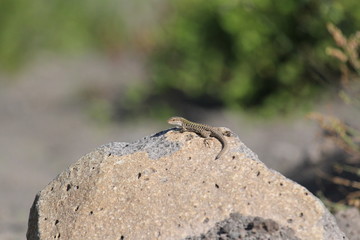 Camouflage