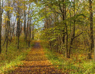 Naklejka premium Golden autumn