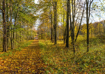 Obraz premium Golden autumn