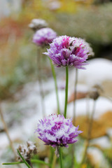 Fototapeta premium First snow in my garden. Chive flowers (Allium)