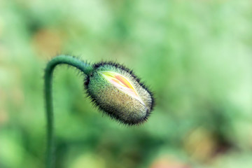 close up o blooming poppy flower bud in garden 