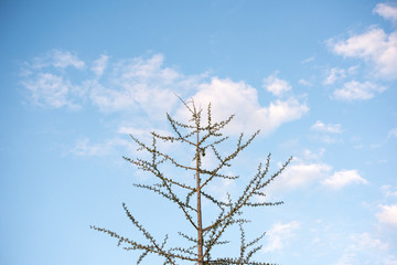 Tree and Sky