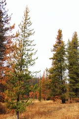 pine tree affected forest fire