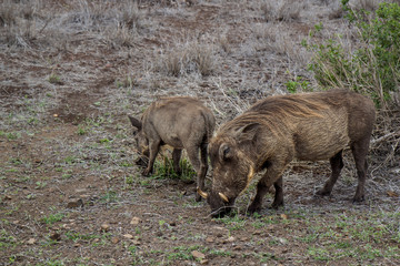 boars eat in the wild
