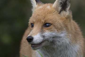 red fox close up portrait while in long grass with background