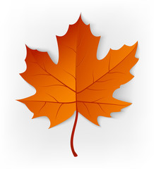 Obraz premium Autumn leaf. Leaf isolated on a white background. Autumn maple leaf. Vector