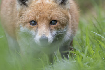 red fox close up portrait while in long grass with background